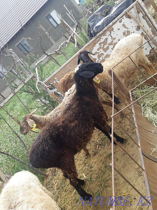 Sheep sheep cow goats dog sheep horse b??a Сарыкемер - photo 1