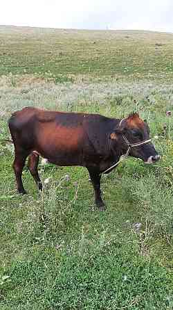 Корова стельная Almaty