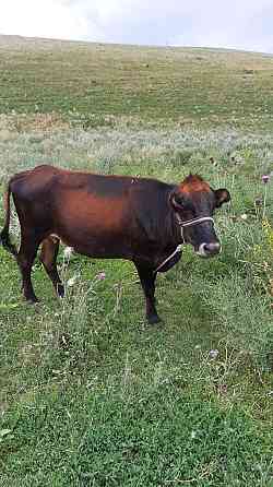 Корова стельная Алматы