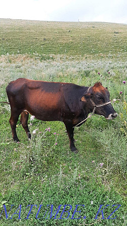 Cow in bed Almaty - photo 3