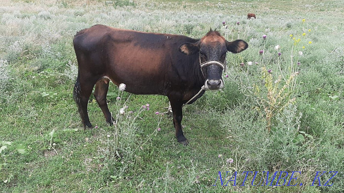 Cow in bed Almaty - photo 2