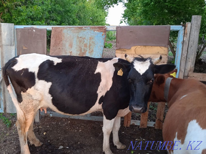 I will sell a bull-calf of this year, a dairy cow 3 years, a heifer 1 year  - photo 2