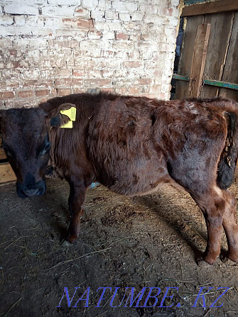 I will sell a bull-calf of this year, a dairy cow 3 years, a heifer 1 year  - photo 1