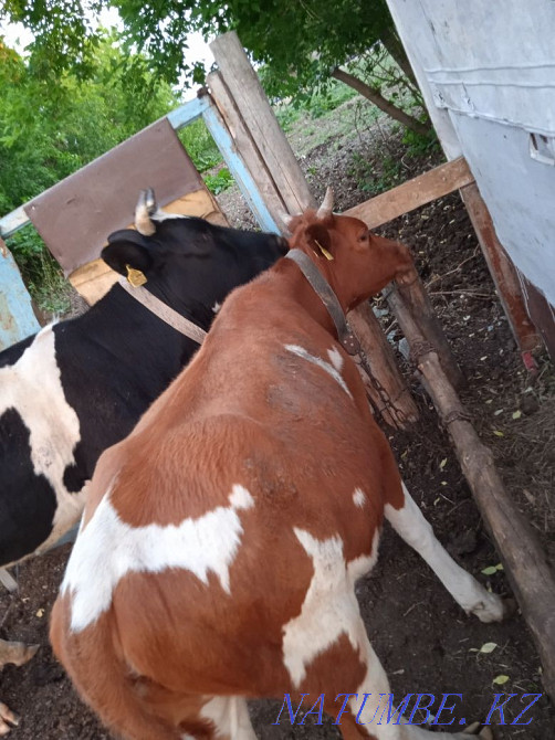 Продам бычка этого года , дойную корову 3 года , телку 1 год  - изображение 3