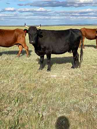 2 Коровы (жирные) Karagandy