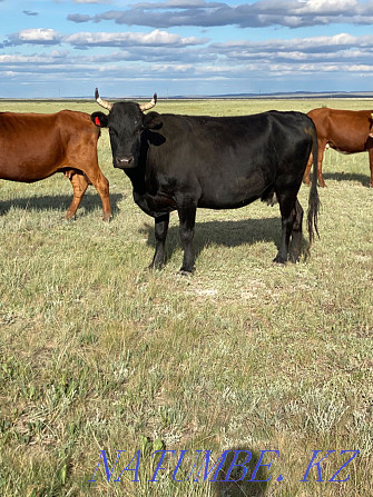 2 Cows (fat) Karagandy - photo 2