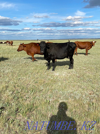 2 Cows (fat) Karagandy - photo 1