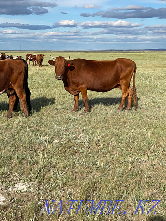 2 Cows (fat) Karagandy - photo 3