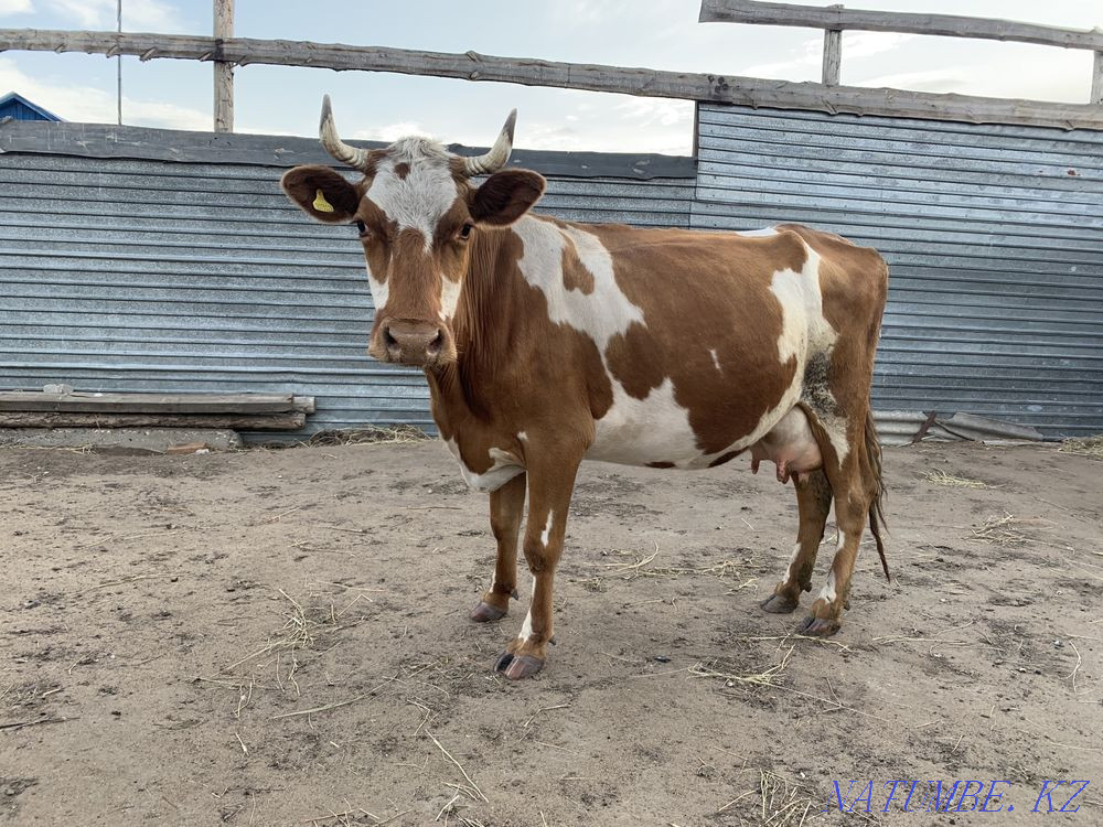 Продам корову  - изображение 1