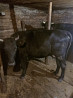 Продам три коровы. Petropavlovsk