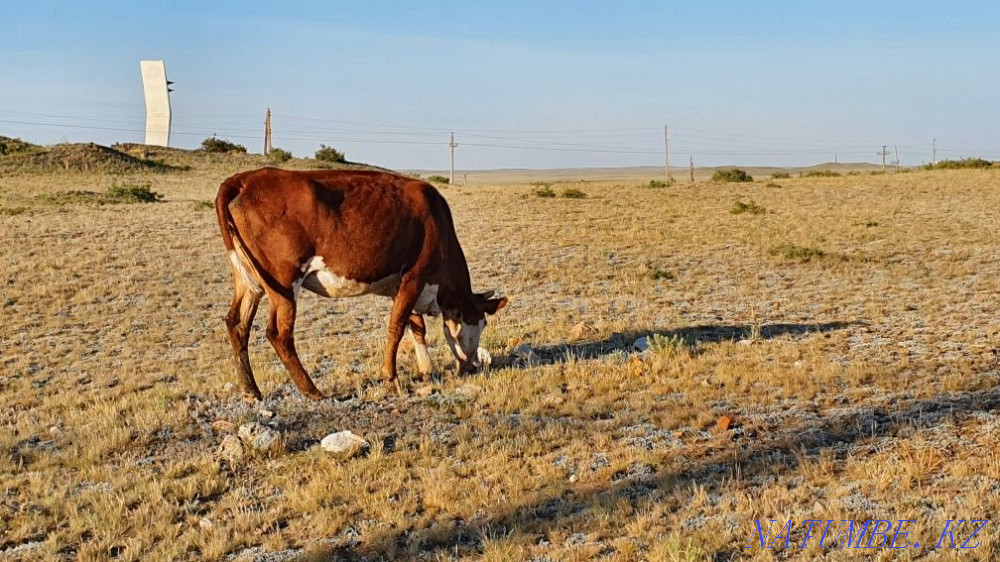 Sell cow and bull  - photo 1