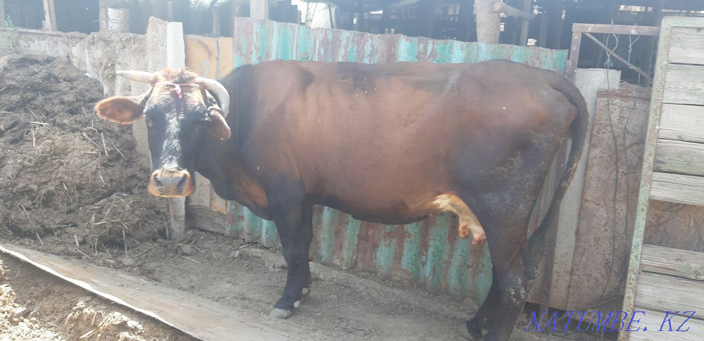 Milk cows large Чапаево - photo 2