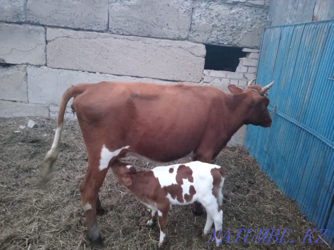 Cow with calf Ekibastuz - photo 1