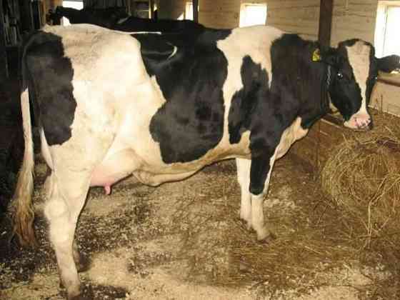 Дойные молочные коровы Kokshetau