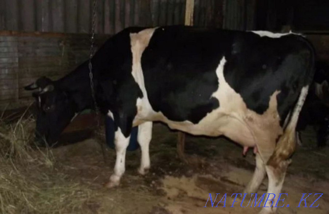 Дойные молочные коровы Кокшетау - изображение 3