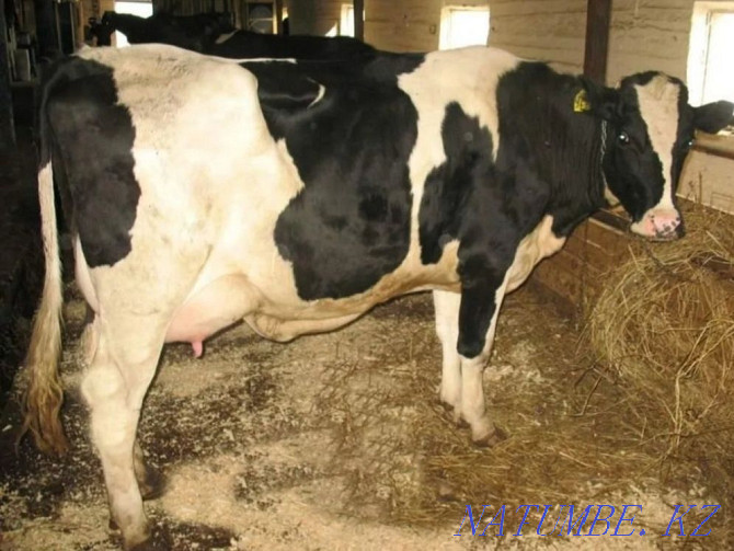 Дойные молочные коровы Кокшетау - изображение 4