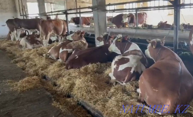 Дойные молочные коровы Кокшетау - изображение 1