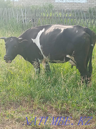 Sell cow 2 calving Бостандык - photo 1