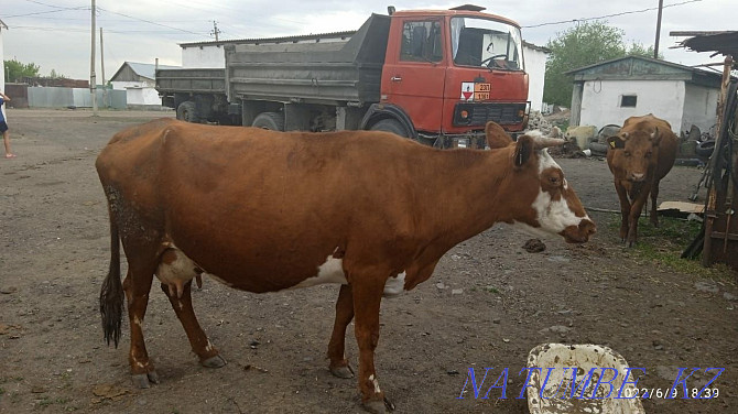 I sell livestock. Cows, heifers, calves, rams. Кокпекты - photo 2