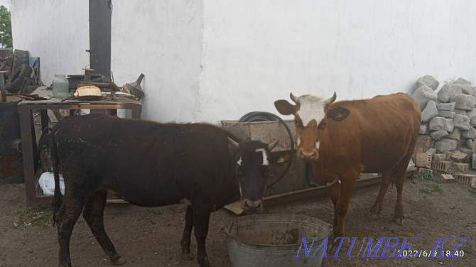 I sell livestock. Cows, heifers, calves, rams. Кокпекты - photo 1