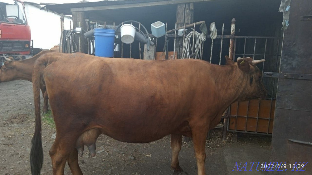 Продаю скот. Коровы, телочки, телят, бараны. Кокпекты - изображение 3