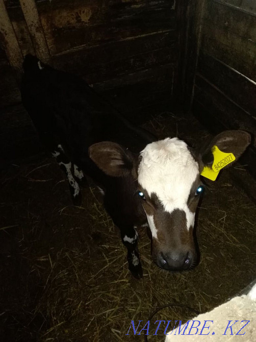 Продам телочку 1 месяц от молочной коровы Петропавловск - изображение 3