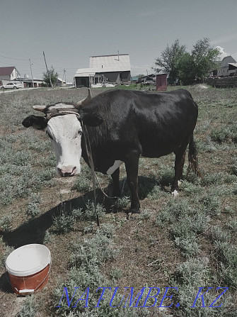 Продам стельную корову  - изображение 1