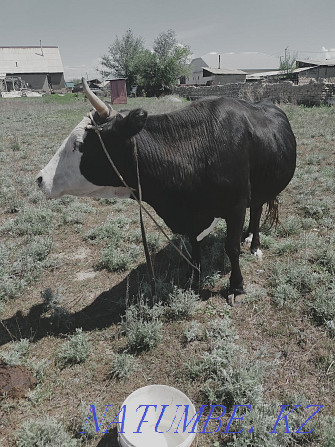 Продам стельную корову  - изображение 2