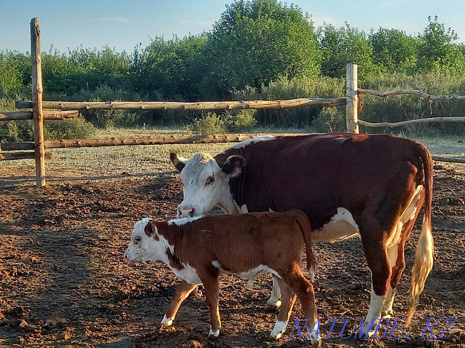 Продам корову с теленком Семей - изображение 1