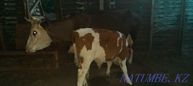Cow with calf Ust-Kamenogorsk - photo 1