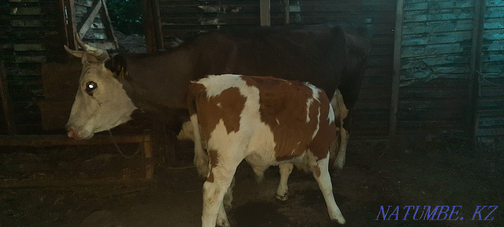Cow with calf Ust-Kamenogorsk - photo 1