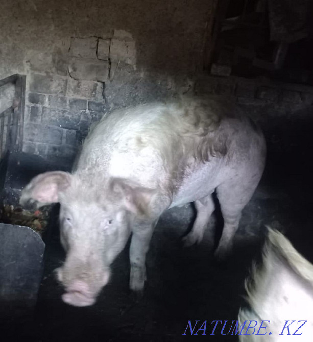 Pig boars for sale  - photo 1