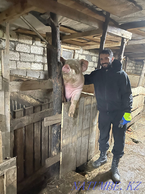 Поросята и свиньи  - изображение 1