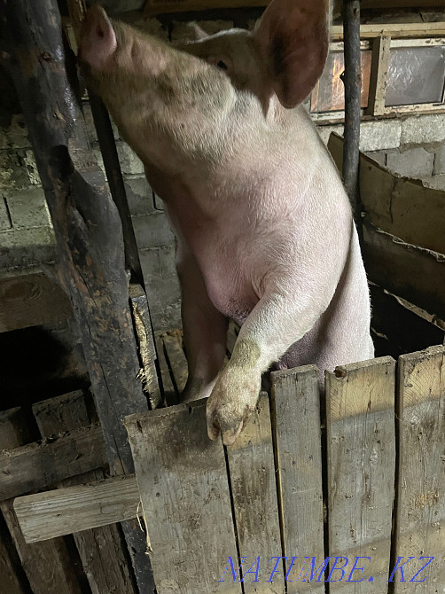 Поросята и свиньи  - изображение 2