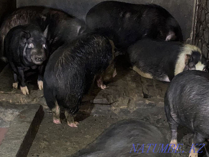Vietnamese pigs Almaty - photo 3