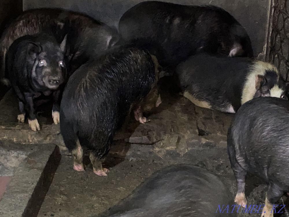 Vietnamese pigs Almaty - photo 3