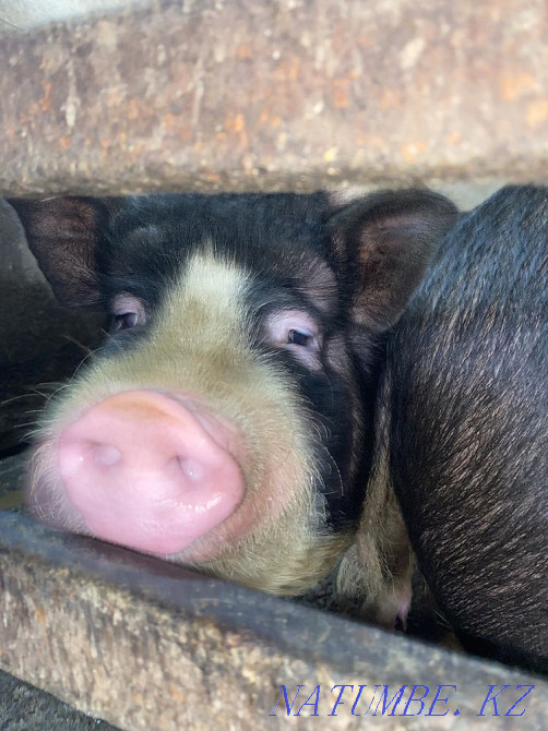 Vietnamese pigs Almaty - photo 4