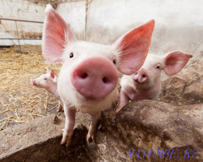 Selling young pigs Муратбаев - photo 1