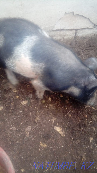 Продам свинью хорошее откормленная Темиртау - изображение 2
