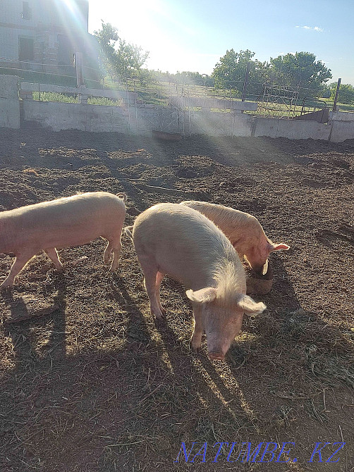 Pigs piglets meat  - photo 1