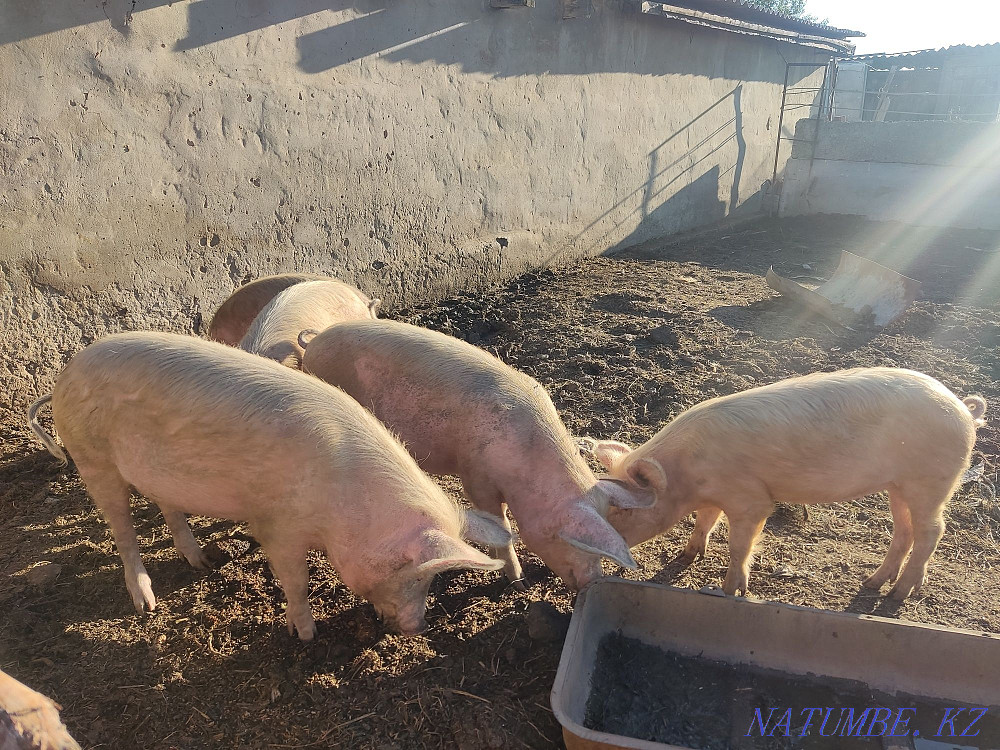 Pigs piglets meat  - photo 3