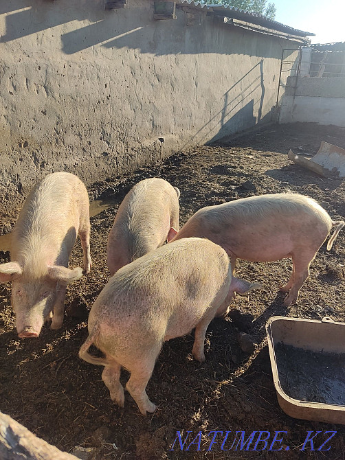 Pigs piglets meat  - photo 2