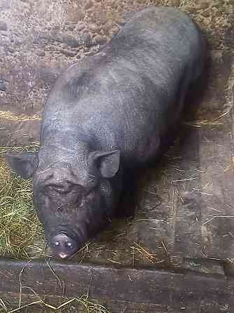 Продам свиней и поросят вьетнамской породы Shymkent