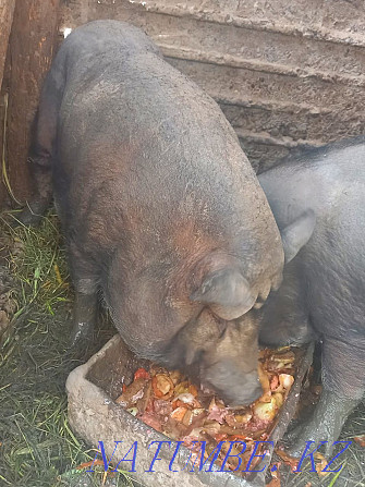 Продам свиней и поросят вьетнамской породы Шымкент - изображение 3