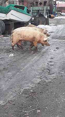 свиньи и кабаны на мясо Павлодар