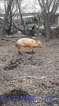 pigs and wild boars for meat Pavlodar - photo 3