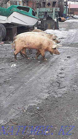 свиньи и кабаны на мясо Павлодар - изображение 1