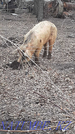 свиньи и кабаны на мясо Павлодар - изображение 4