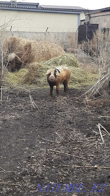 pigs and wild boars for meat Pavlodar - photo 2