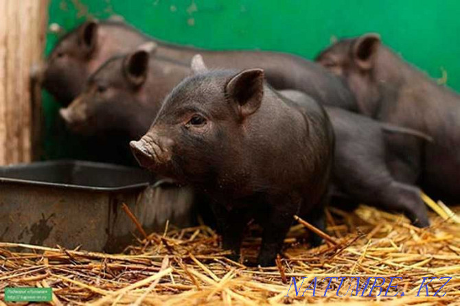 Продаю Вьетнамские свиньи Алматы - изображение 2